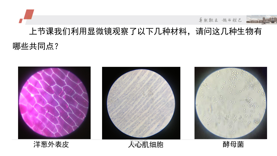 1.1细胞是生命活动的基本单位课件2021-2022学年高一上学期生物人教版必修1.pptx_第1页