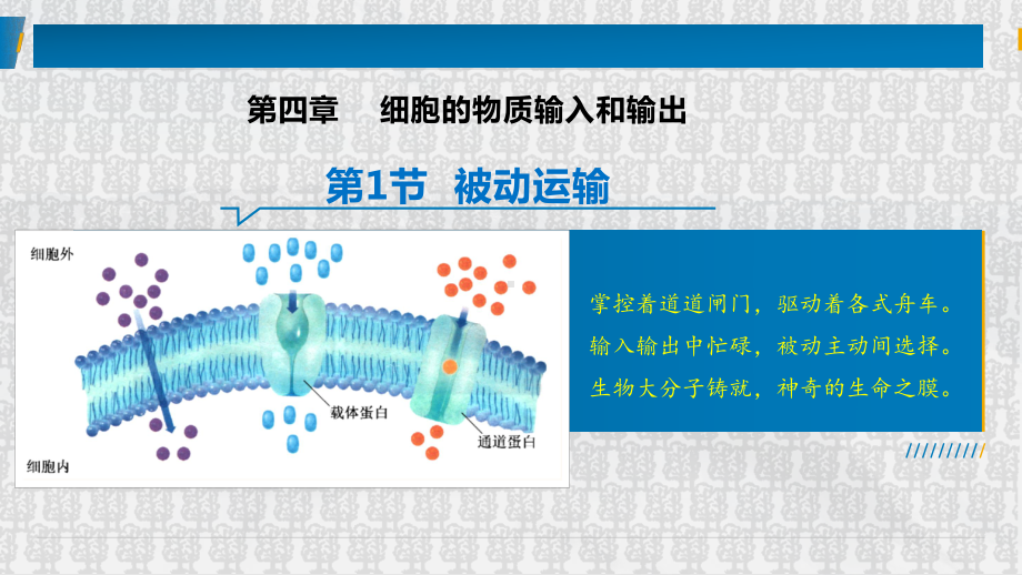 4.1被动运输+ppt课件-（新教材）2019新人教版高中生物必修一.pptx_第1页