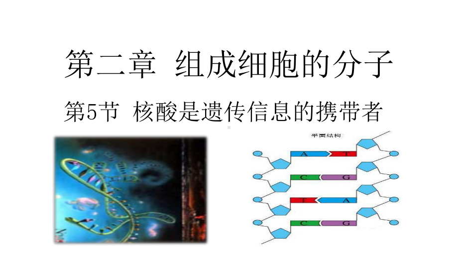 2.5 核酸是遗传信息的携带者ppt课件-（新教材）2019新人教版高中生物必修一.pptx_第1页