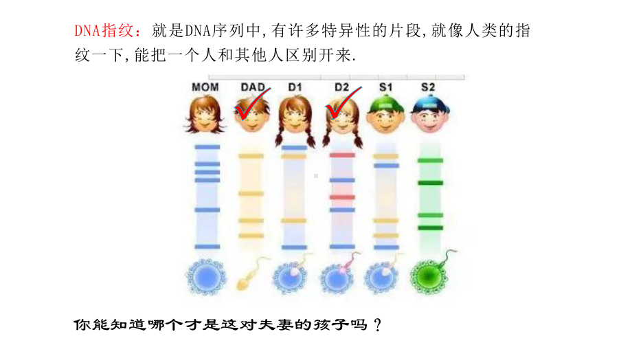 2.5 核酸是遗传信息的携带者ppt课件-（新教材）2019新人教版高中生物必修一.pptx_第3页