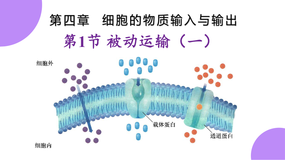 4.1.1被动运输（第一课时） ppt课件-（新教材）2019新人教版高中生物必修一.pptx_第1页