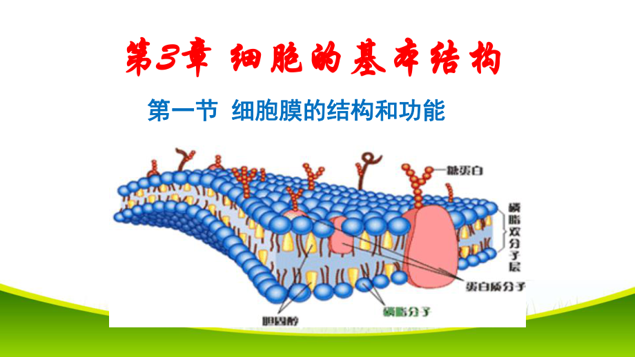 3.1 细胞膜的结构和功能ppt课件-（新教材）2019新人教版高中生物必修一.pptx_第2页