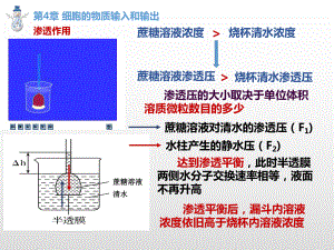 第四、五、六章 期末复习课件（新教材）2020-2021学年高一上学期生物（人教版（2019）必修第一册）.pptx