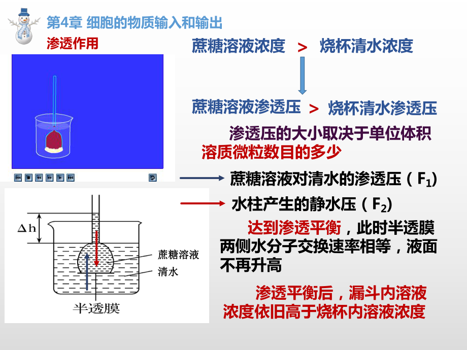 第四、五、六章 期末复习课件（新教材）2020-2021学年高一上学期生物（人教版（2019）必修第一册）.pptx_第1页