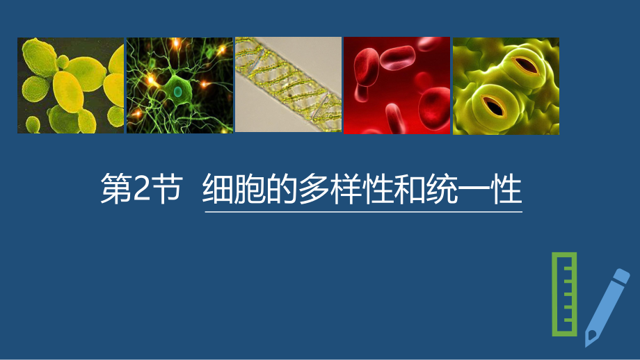 1.2 细胞的多样性和统一性 ppt课件-（新教材）2019新人教版高中生物必修一.pptx_第1页