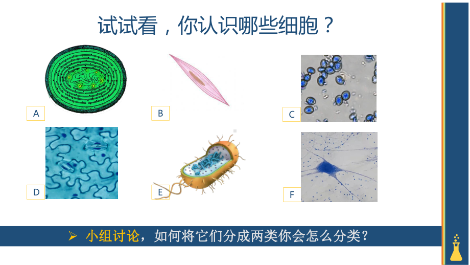 1.2 细胞的多样性和统一性 ppt课件-（新教材）2019新人教版高中生物必修一.pptx_第3页