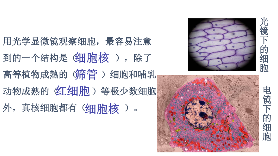 3.3 细胞核的结构和功能（2课时） ppt课件-（新教材）2019新人教版高中生物必修一.pptx_第3页