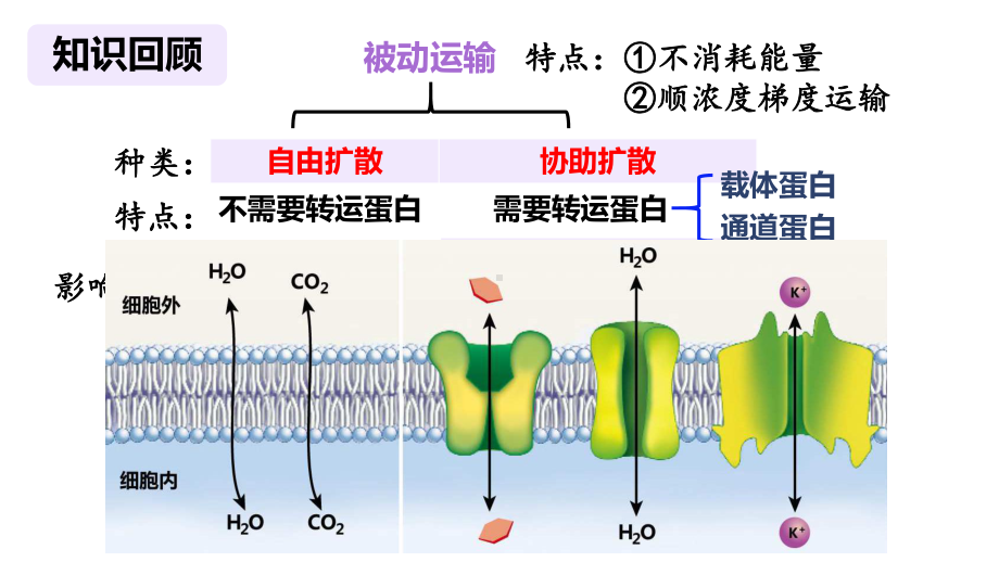 42主动运输与胞吞胞吐ppt课件新教材2019新人教版高中生物必修一pptx