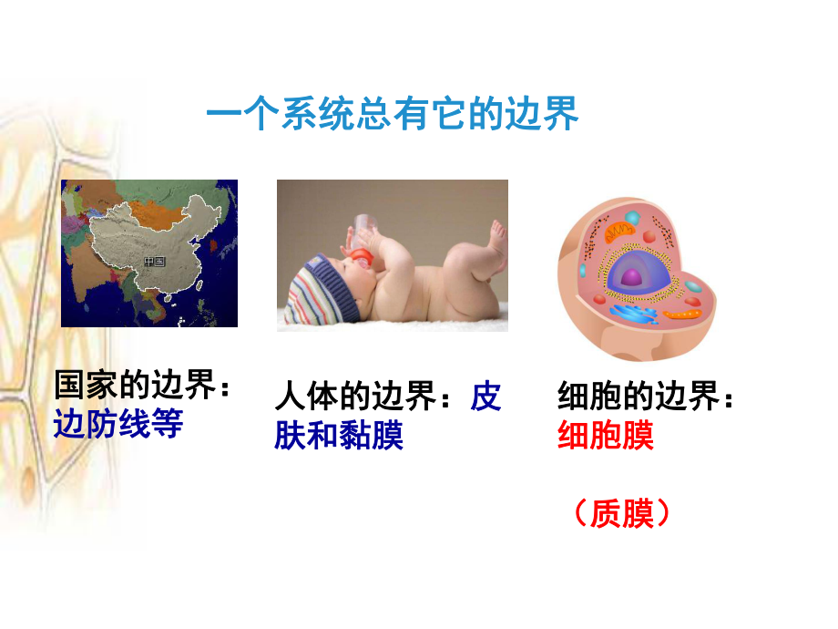 3.1细胞膜的结构和功能-ppt课件-（新教材）2019新人教版高中生物必修一.pptx_第2页