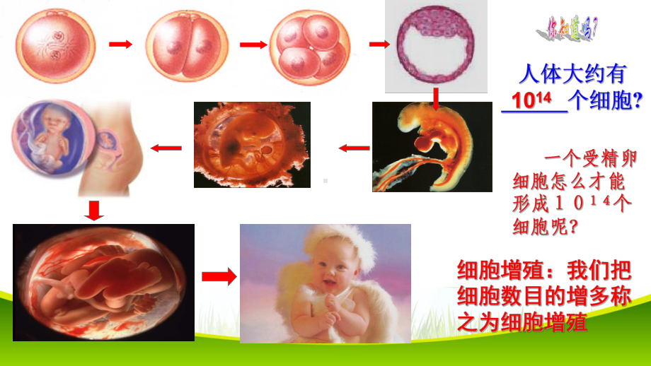 6.1 细胞增殖 第一课时 ppt课件-（新教材）2019新人教版高中生物必修一.pptx_第3页