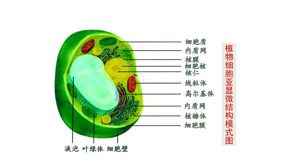 3.2细胞器之间的分工合作-ppt课件-（新教材）2019新人教版高中生物必修一.pptx_第3页