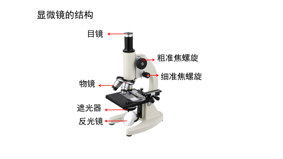 1.2 细胞的多样性和统一性课件2021-2022学年高一上学期生物人教版必修1.pptx_第1页