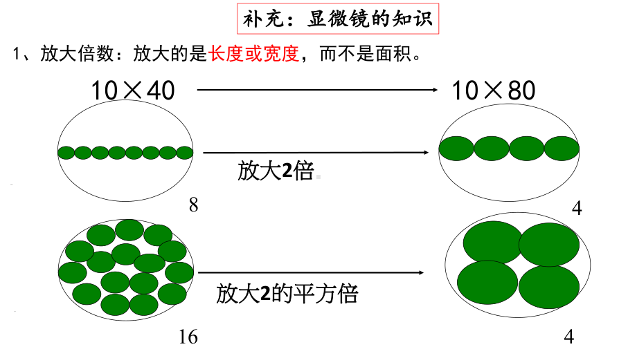 1.2 细胞的多样性和统一性课件2021-2022学年高一上学期生物人教版必修1.pptx_第3页