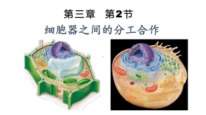 3.2.1细胞器之间的分工合作 ppt课件-（新教材）2019新人教版高中生物必修一.pptx