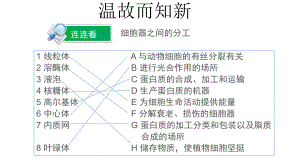 3.2.2 细胞器之间的分工合作 ppt课件-（新教材）2019新人教版高中生物必修一.pptx