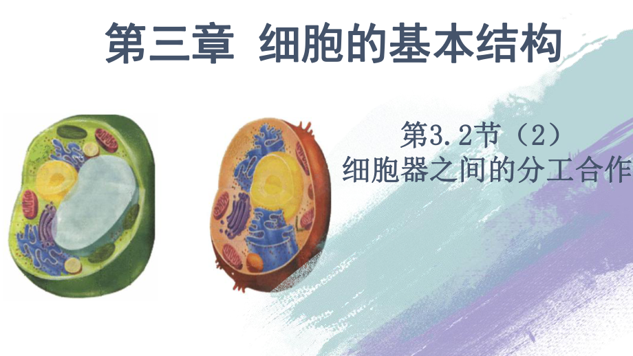 3.2.2 细胞器之间的分工合作 ppt课件-（新教材）2019新人教版高中生物必修一.pptx_第2页