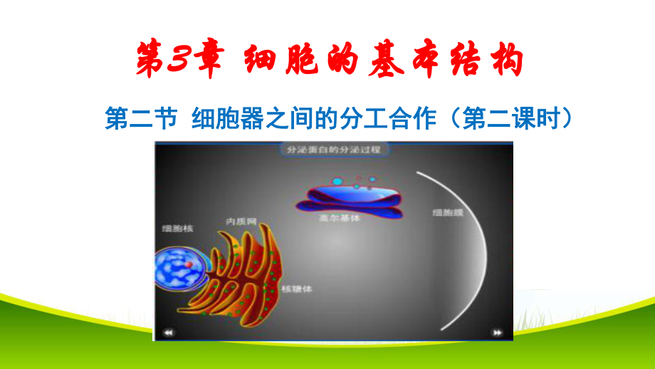 3.2 细胞器之间的分工合作（第二课时）ppt课件-（新教材）2019新人教版高中生物必修一.pptx_第1页