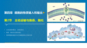 4.2主动运输与胞吞、胞吐 ppt课件-（新教材）2019新人教版高中生物必修一.pptx