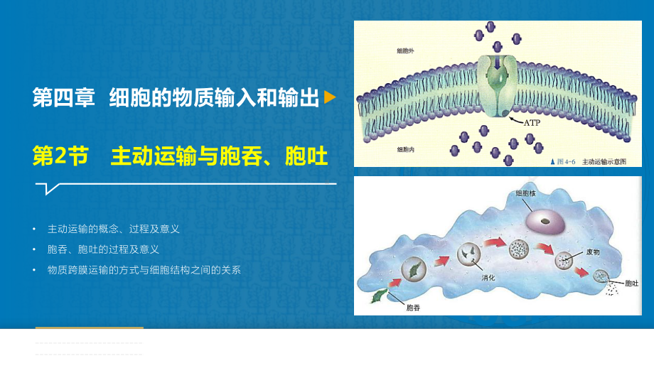 4.2主动运输与胞吞、胞吐 ppt课件-（新教材）2019新人教版高中生物必修一.pptx_第1页