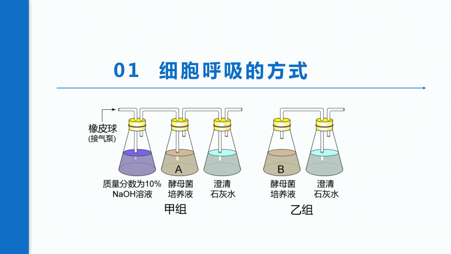 5.3细胞呼吸 ppt课件-（新教材）2019新人教版高中生物必修一.pptx_第3页