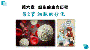 6.2 细胞的分化 ppt课件-（新教材）2019新人教版高中生物必修一.pptx