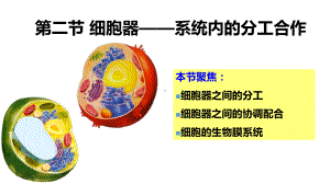 3.2细胞器—系统内的分工合作ppt课件-（新教材）2019新人教版高中生物必修一.ppt