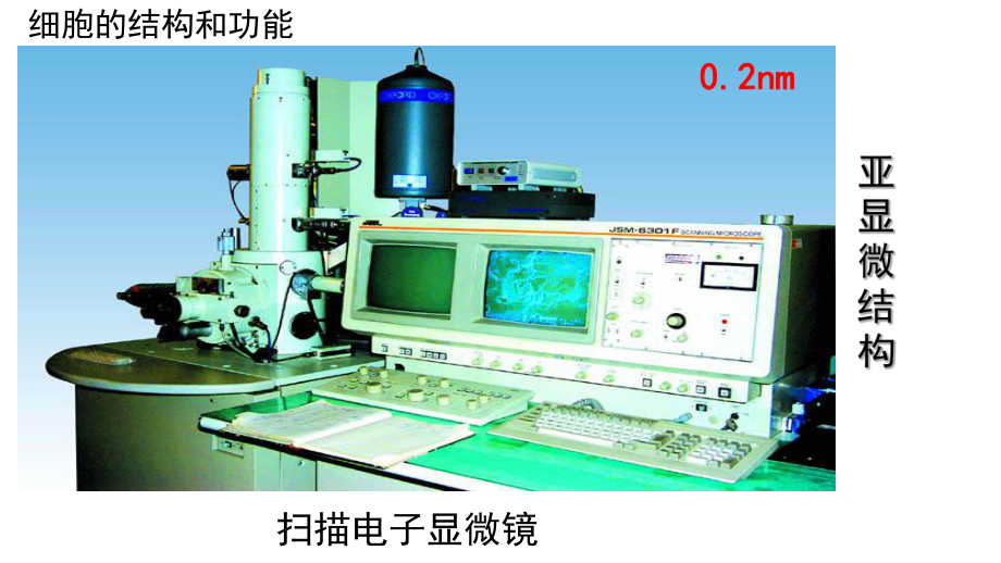 3.2细胞器—系统内的分工合作ppt课件-（新教材）2019新人教版高中生物必修一.ppt_第2页