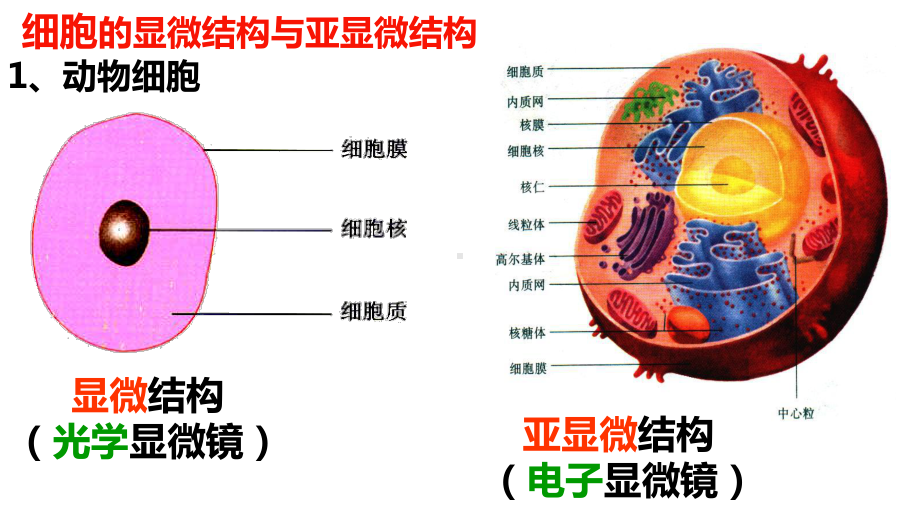 3.2细胞器—系统内的分工合作ppt课件-（新教材）2019新人教版高中生物必修一.ppt_第3页