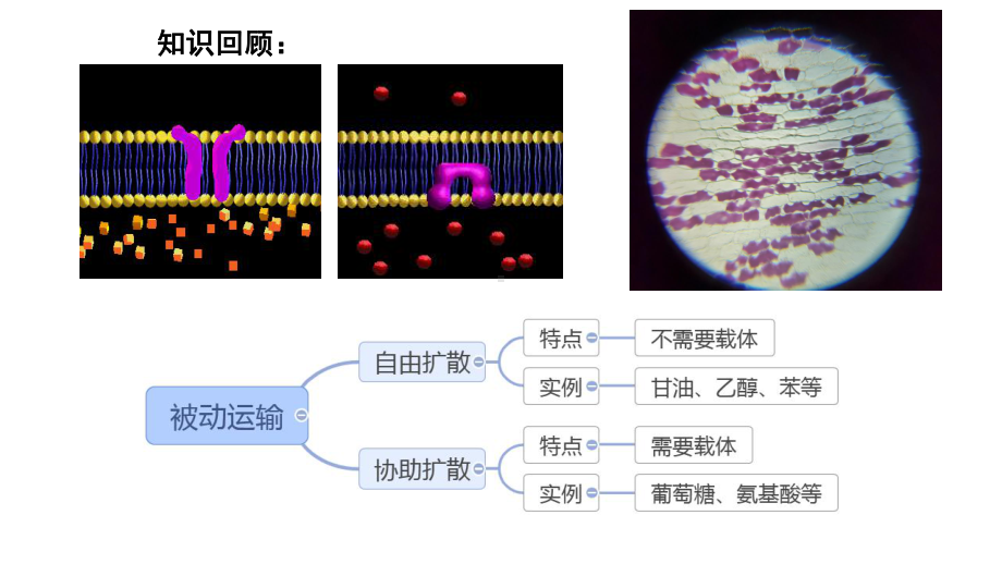 4.2 主动运输与胞吞、胞吐 ppt课件-（新教材）2019新人教版高中生物必修一.pptx_第1页