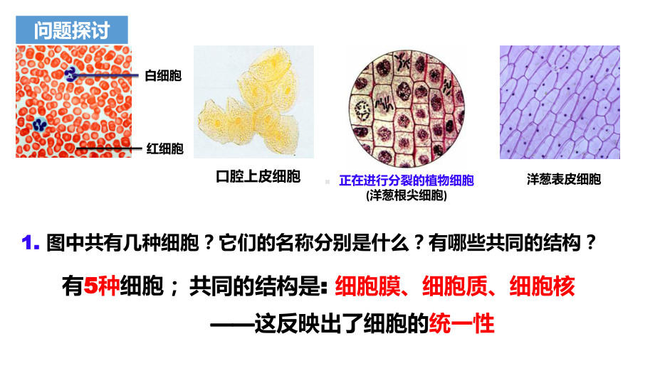 1.2 细胞的多样性和统一性ppt课件-（新教材）2019新人教版高中生物必修一(1).pptx_第2页