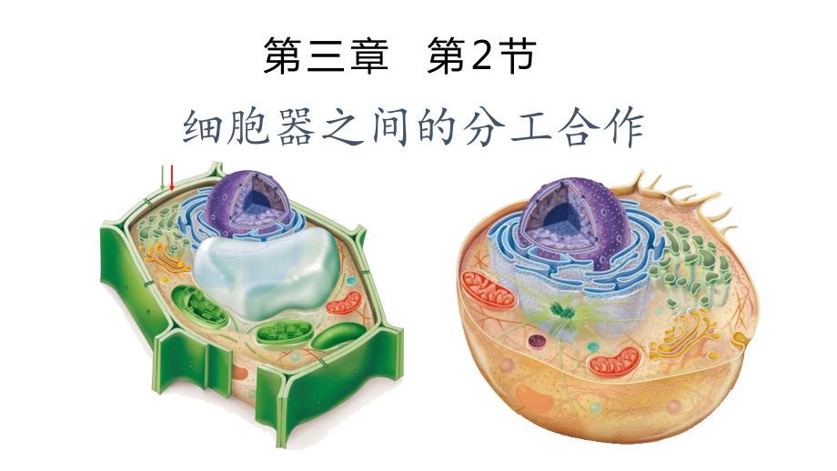 3.2.2细胞器之间的分工合作ppt课件-（新教材）2019新人教版高中生物必修一.zip