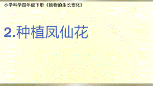 小学科学教科版四年级下册第一单元第2课《种植凤仙花》课件6（2021新版）.pptx