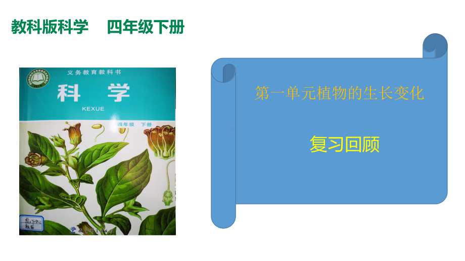 2022新教科版四年级下册科学第一单元植物的生长变化复习ppt课件.pptx_第2页