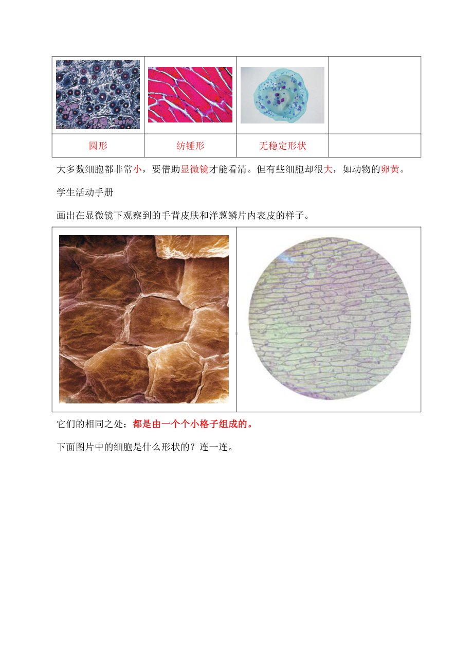 2022年新苏教版《科学》五年级下册知识点整理（期末复习背诵资料）.docx_第2页