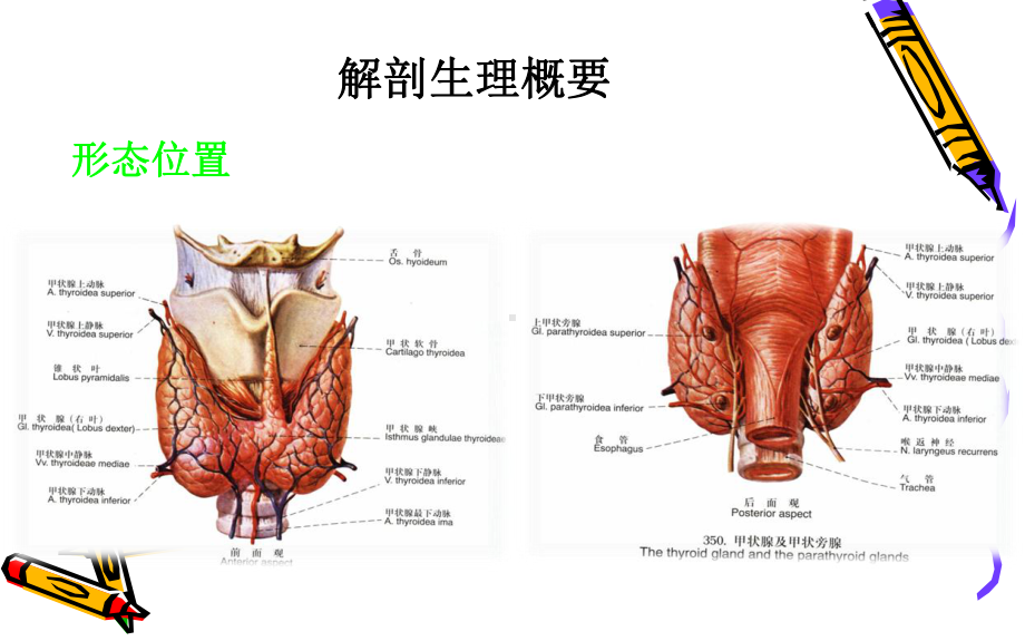 外科一课件：甲状腺.ppt_第2页