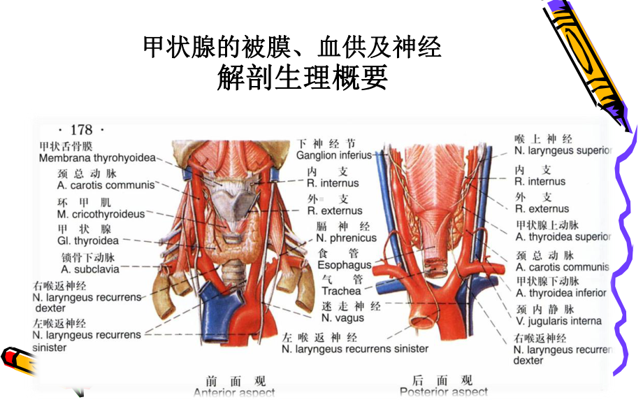 外科一课件：甲状腺.ppt_第3页