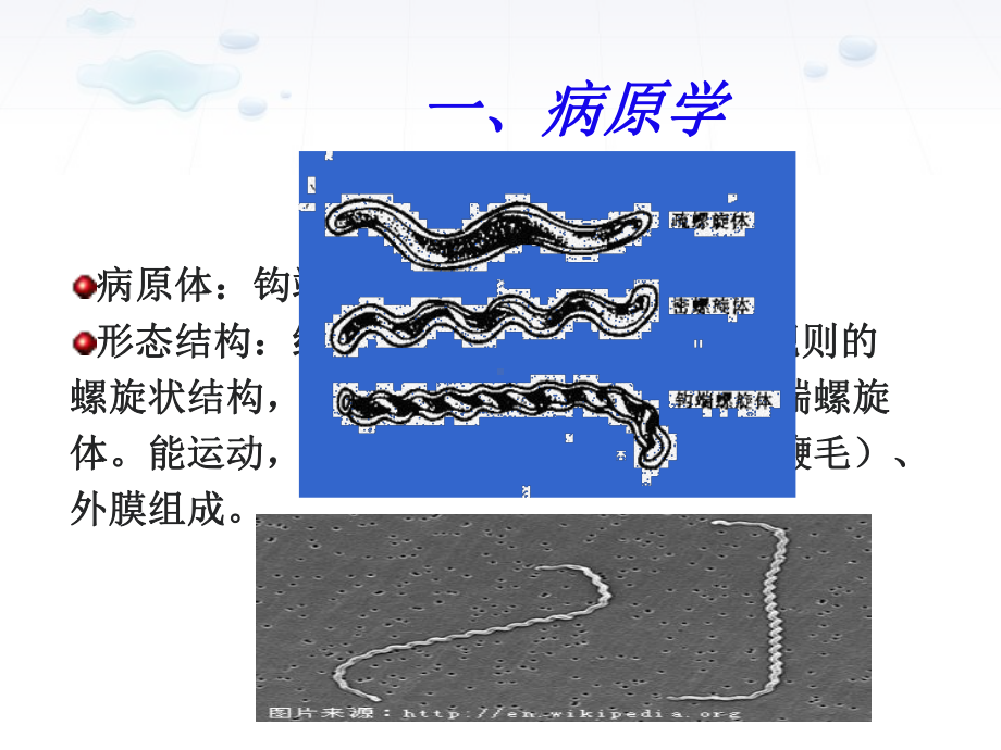 传染病课件：钩体.ppt_第3页