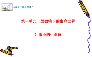 2022最新苏教版科学五年级下册2.微小的生命体 课件.pptx