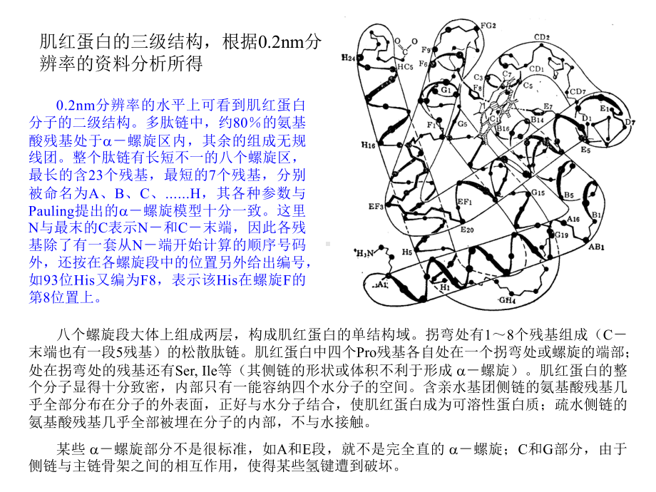 生物大分子课件：bio-coures-4.ppt_第3页