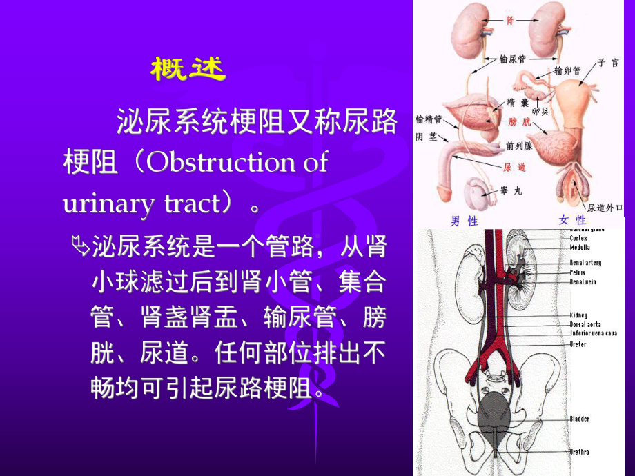 外科一课件：梗阻2016.ppt_第2页