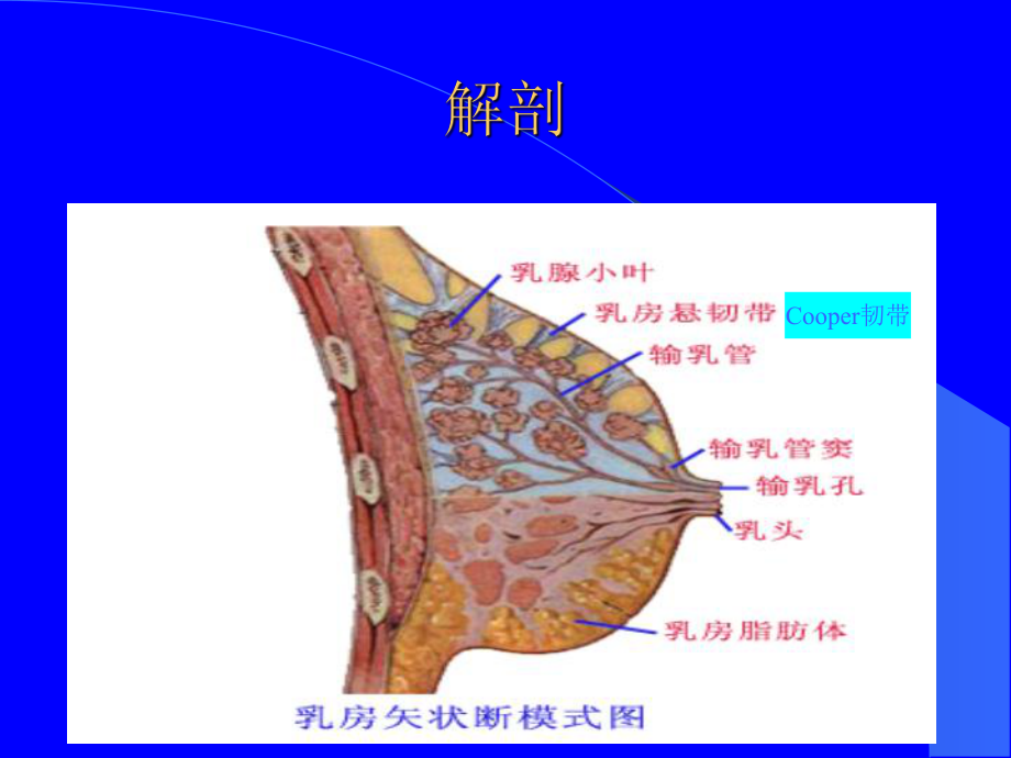 外科一课件：乳房疾病-林.ppt_第3页