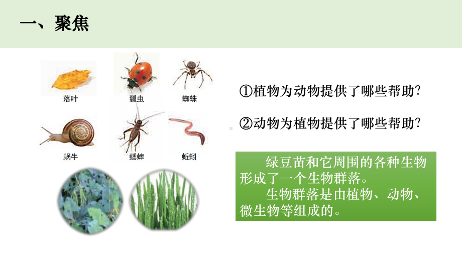 2022新教科版五年级下册科学1-7《设计和制作生态瓶》ppt课件.pptx_第3页