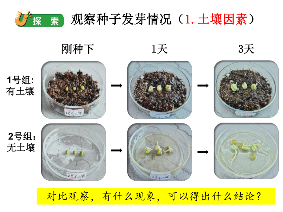 2022新教科版五年级下册科学1-2《比较种子发芽实验》ppt课件.ppt_第3页