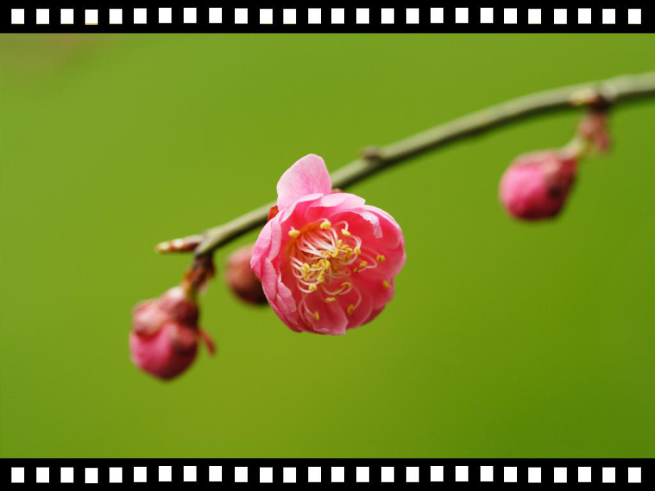 浙美版小学美术五年级下册课件11植物写生.pptx_第2页