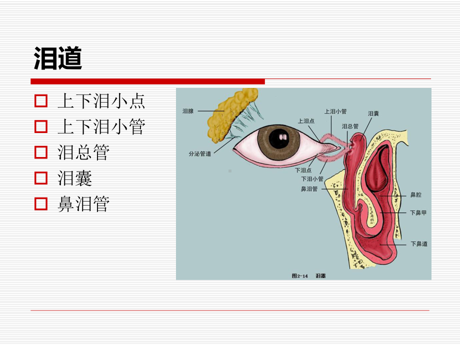 鼻内镜鼻腔泪囊吻合术PPT医学课件.ppt_第2页