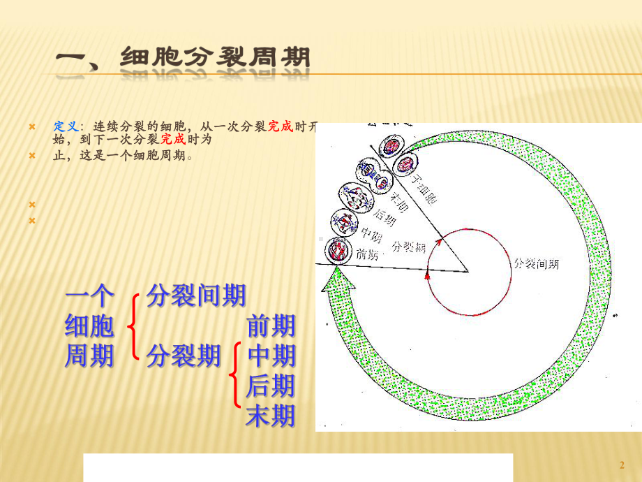 高中生物有丝分裂ppt课件.ppt_第2页