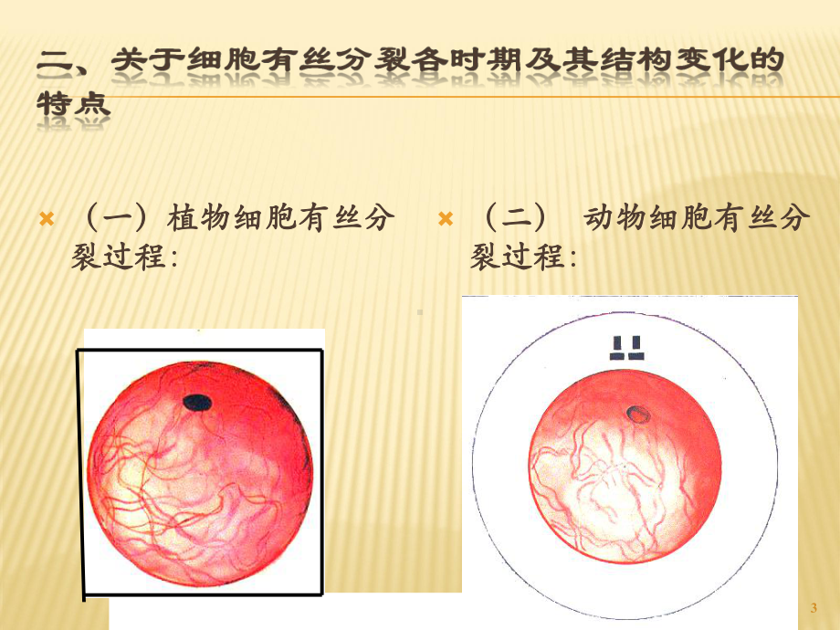 高中生物有丝分裂ppt课件.ppt_第3页