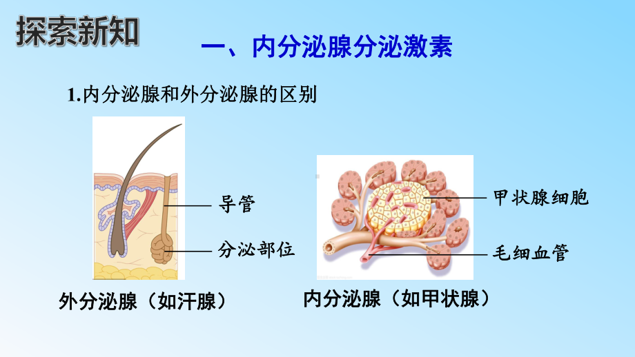 人教版生物七年级下册课件-第6章 第四节激素调节.pptx_第3页