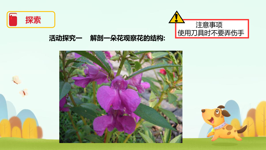 2022新教科版四年级下册科学1.5《凤仙花开花了》ppt课件.pptx_第2页