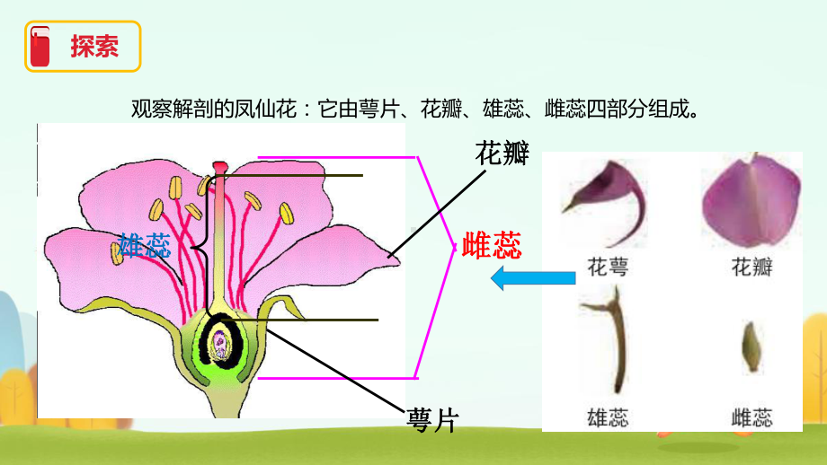 2022新教科版四年级下册科学1.5《凤仙花开花了》ppt课件.pptx_第3页